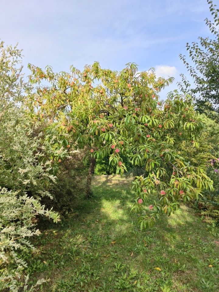 Działka rod Tychy. Zdjęcie 4