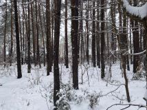 Działka budowlana Izabelin C, ul. Mariana Langiewicza. Zdjęcie 2