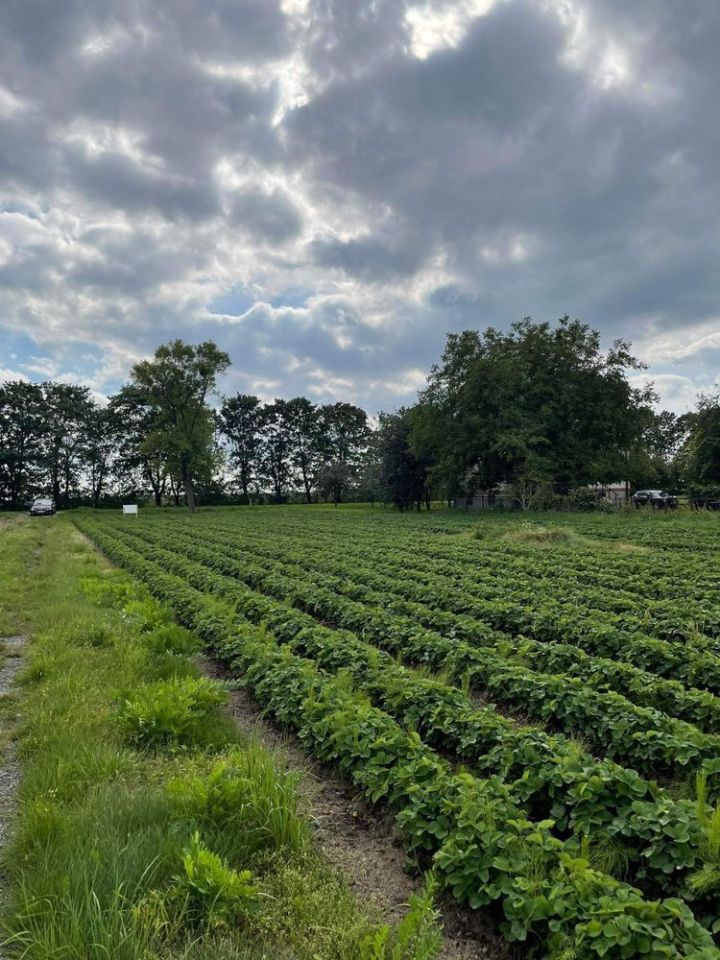 Działka budowlana Klikawa, ul. Puławska. Zdjęcie 3