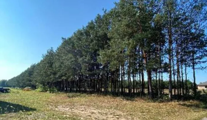 Działka budowlana Krzywdy