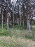 Działka rolno-budowlana Zajączków. Zdjęcie 4