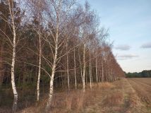 Działka leśna Kowale Kiczmachów, ul. Ożarowska. Zdjęcie 4