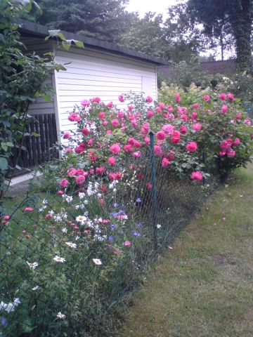 Działka rod Tuszyn, ul. Molenda. Zdjęcie 3