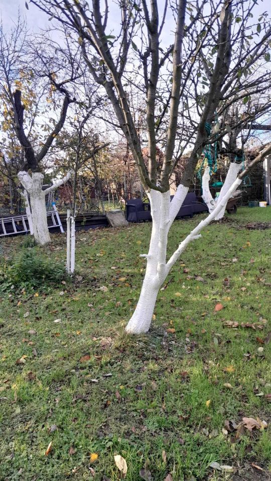 Działka rod Cieszyn, ul. Adama Mickiewicza. Zdjęcie 6