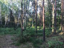 Działka leśna Warszawa Choszczówka, ul. Różopole. Zdjęcie 2