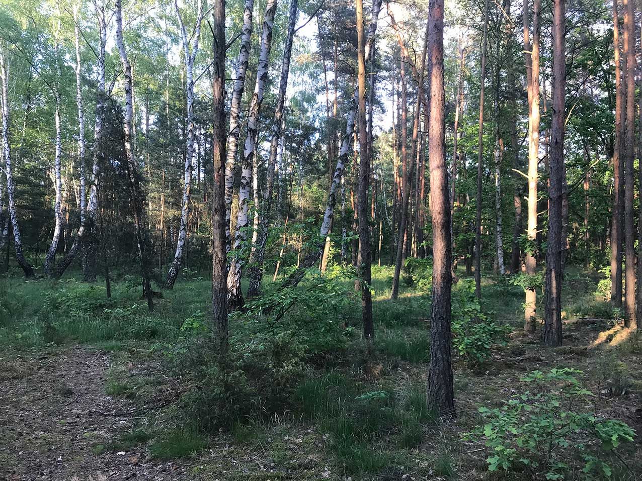 Działka leśna Warszawa Choszczówka, ul. Różopole. Zdjęcie 3