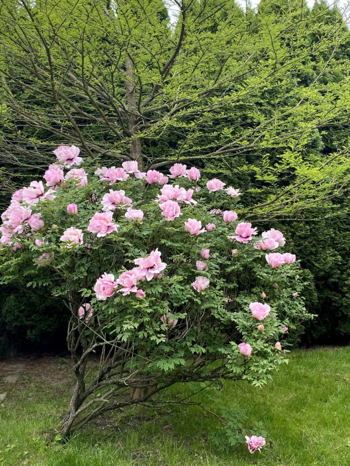 dom wolnostojący, 6 pokoi Przemyśl, ul. Marcina Bielskiego. Zdjęcie 11