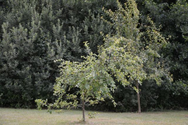 dom wolnostojący, 3 pokoje Święte Nowaki. Zdjęcie 13