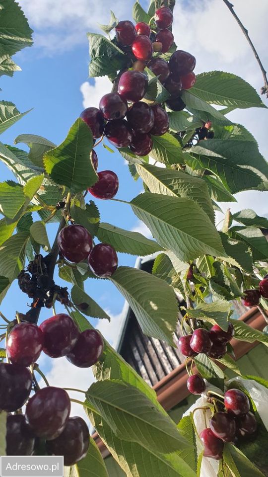 Działka rod Szczecin Śródmieście. Zdjęcie 9