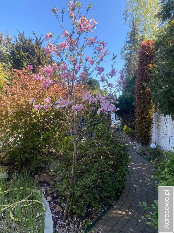 dom wolnostojący, 3 pokoje Brok. Zdjęcie 15