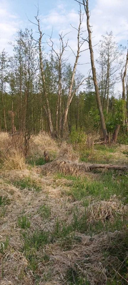 Działka rolna Młynarze. Zdjęcie 7