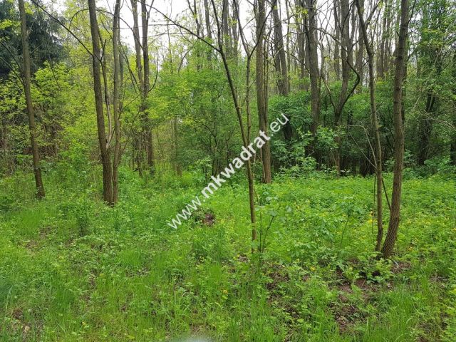 Działka rolna Korabiewice. Zdjęcie 3