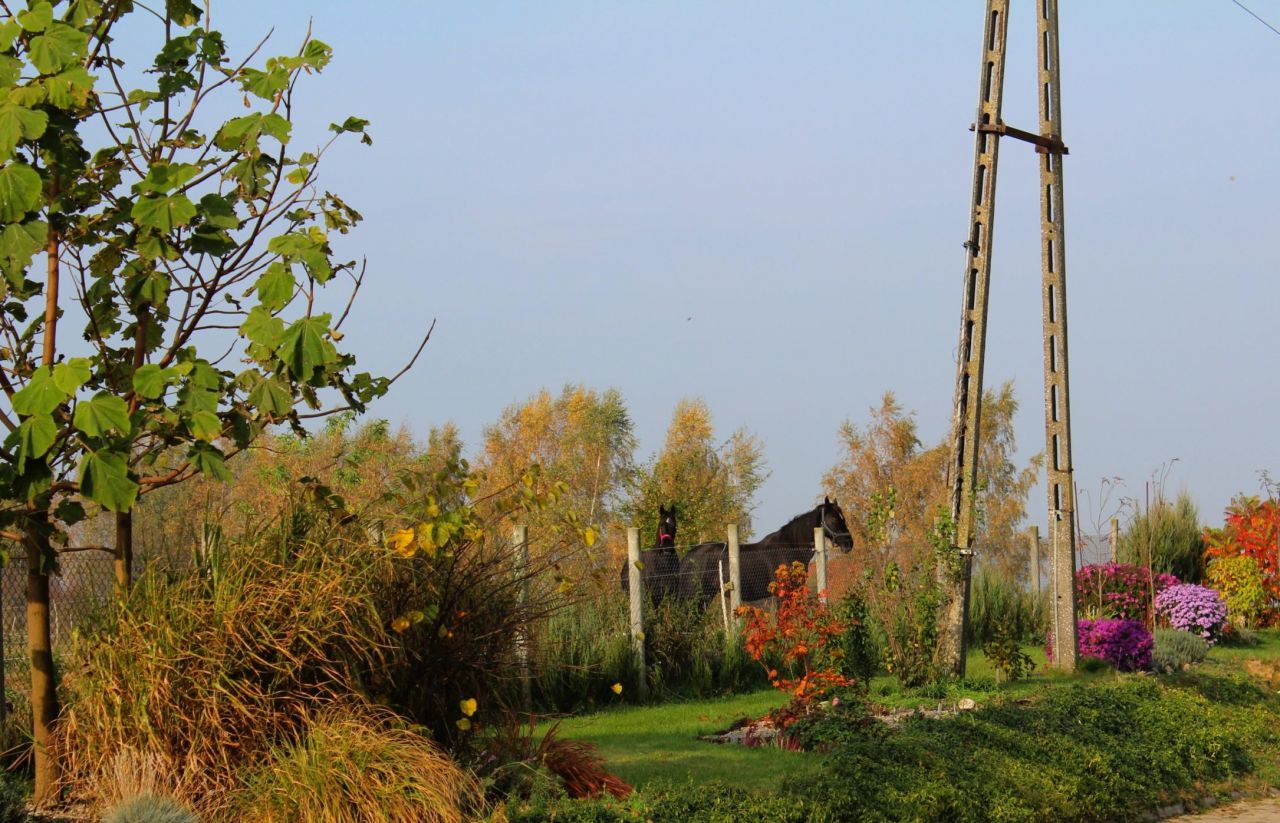 Hala/magazyn Witnica, ul. Chojeńska. Zdjęcie 15