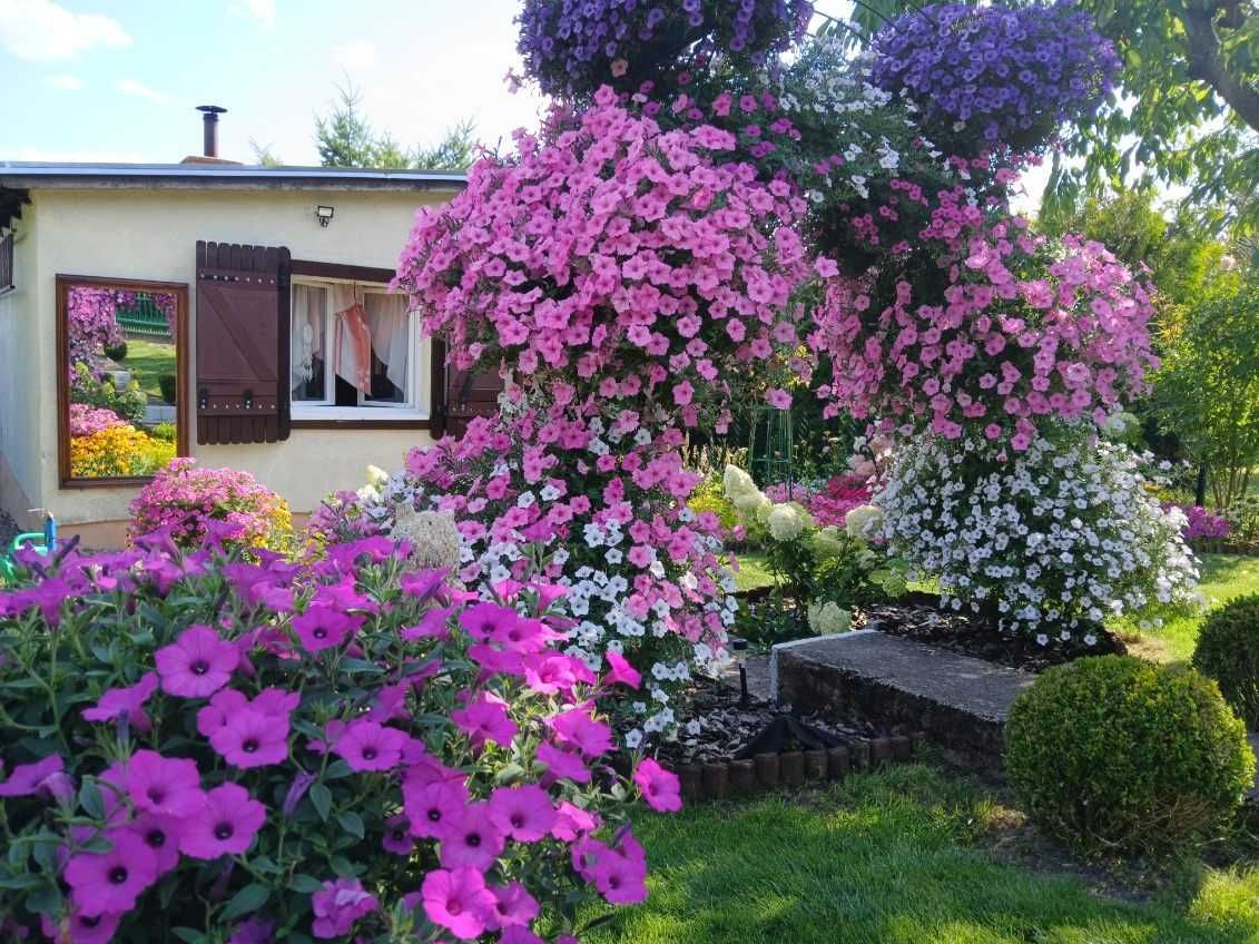 Działka rod Tuchola. Zdjęcie 7