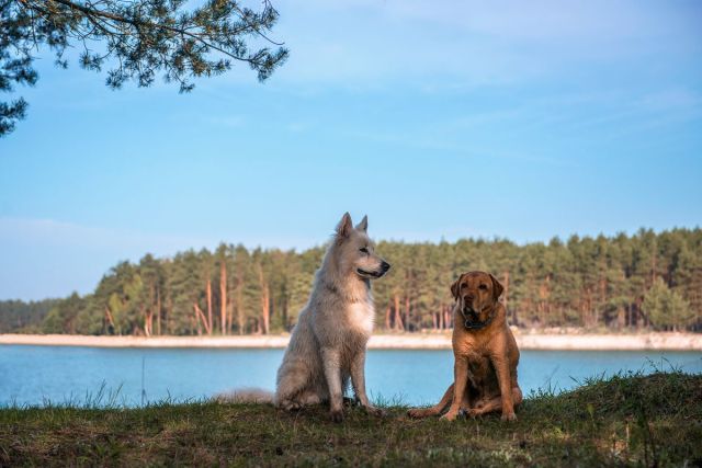 bliźniak, 3 pokoje Brzezinki, ul. Parkowa. Zdjęcie 7