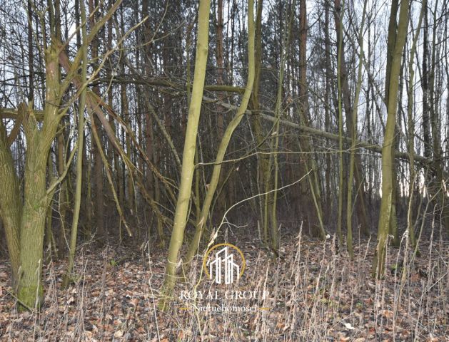 Działka leśna Jawidz Gajówka. Zdjęcie 4