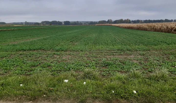 Działka rolno-budowlana Nowy Dwór-Parcela
