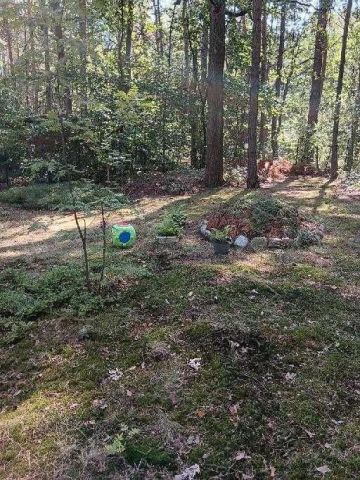 Działka leśna Zofiówka. Zdjęcie 1