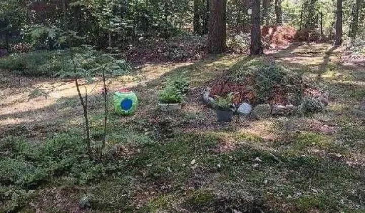 Działka leśna Zofiówka