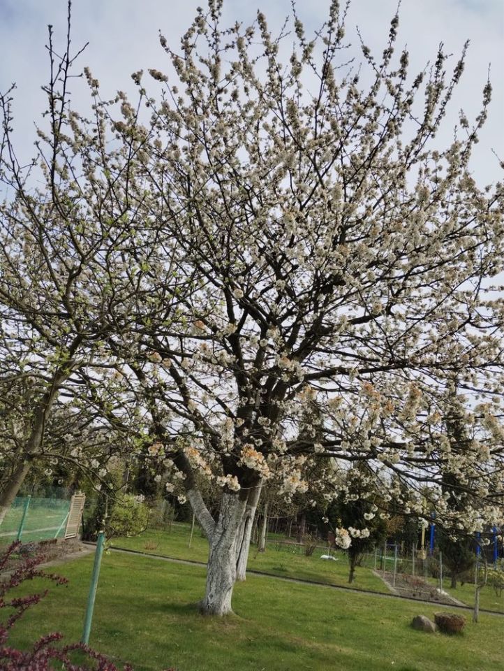 Działka rod Gliwice, ul. Toszecka. Zdjęcie 4