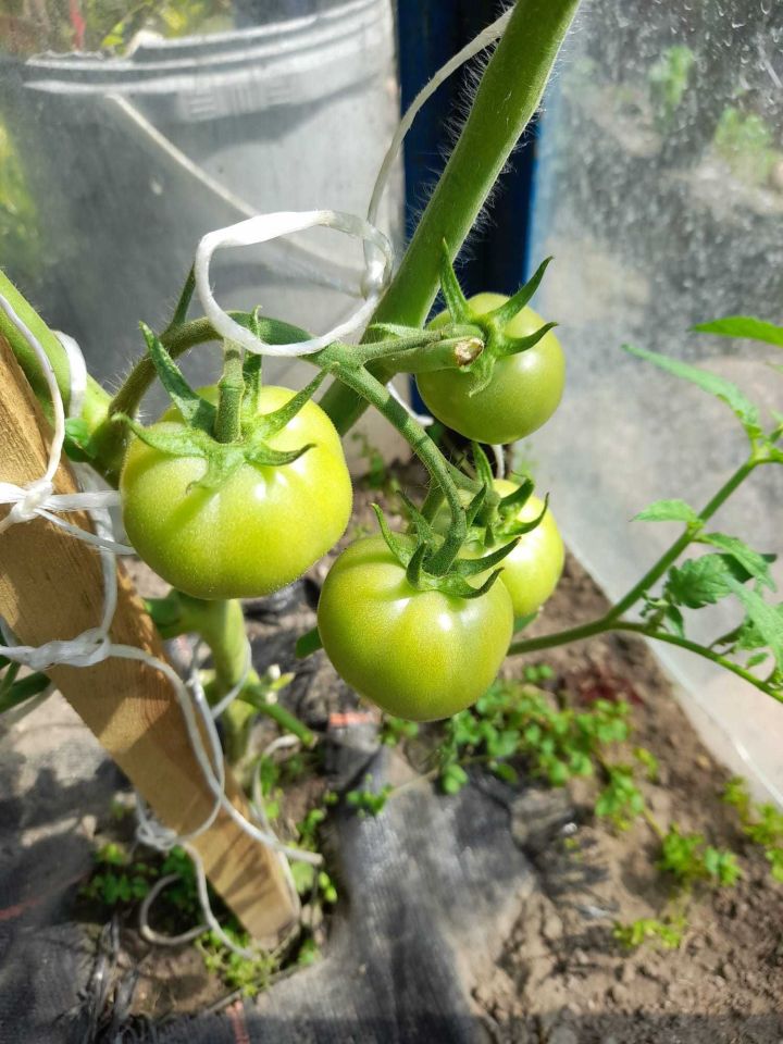 Działka rod Chodzież, ul. Zdrojowa. Zdjęcie 7