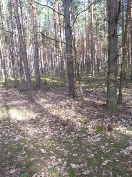Działka rolno-budowlana Czarnówka. Zdjęcie 1