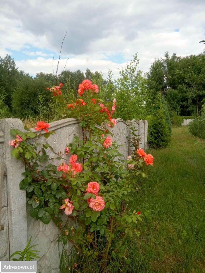 dom wolnostojący, 5 pokoi Jabłoniec. Zdjęcie 7