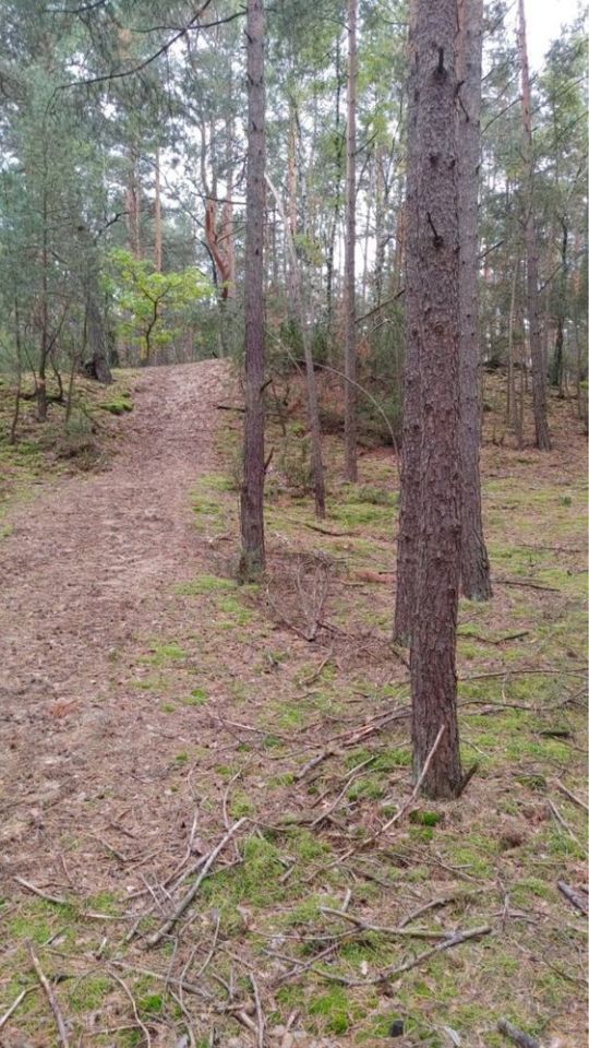 Działka leśna Siwianka. Zdjęcie 6