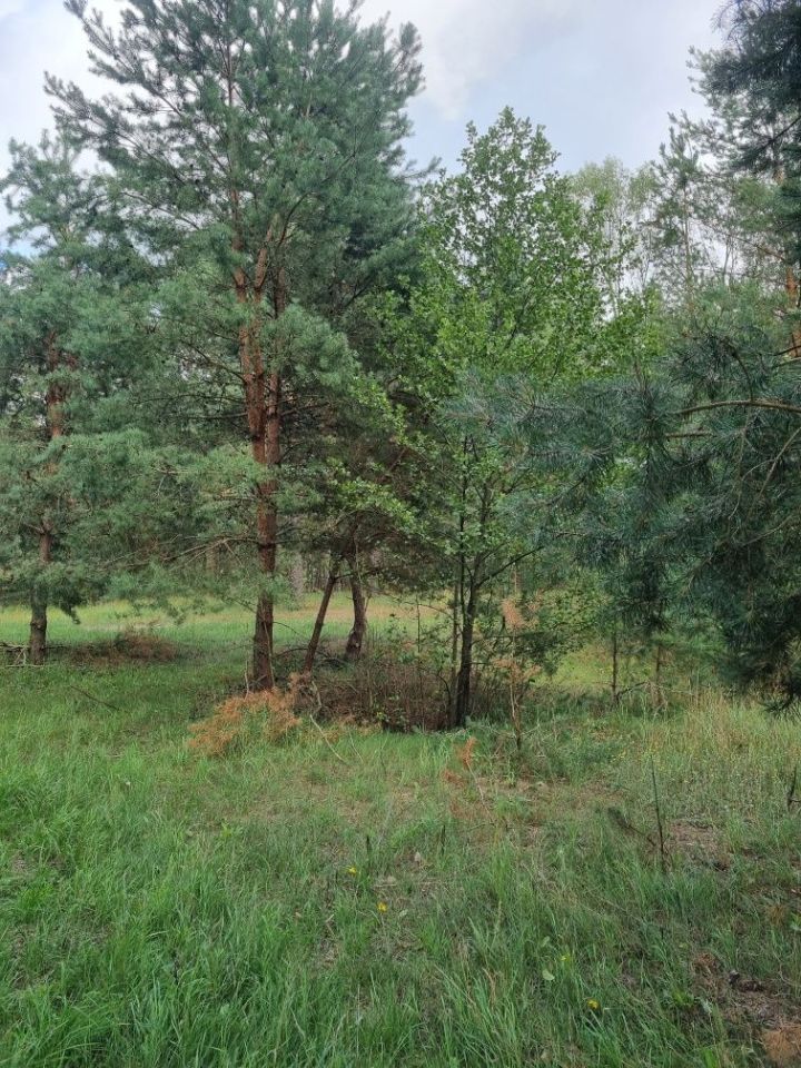 Działka rolna Ciepielów. Zdjęcie 3