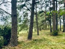 Działka rolno-budowlana Cierzpięty. Zdjęcie 3