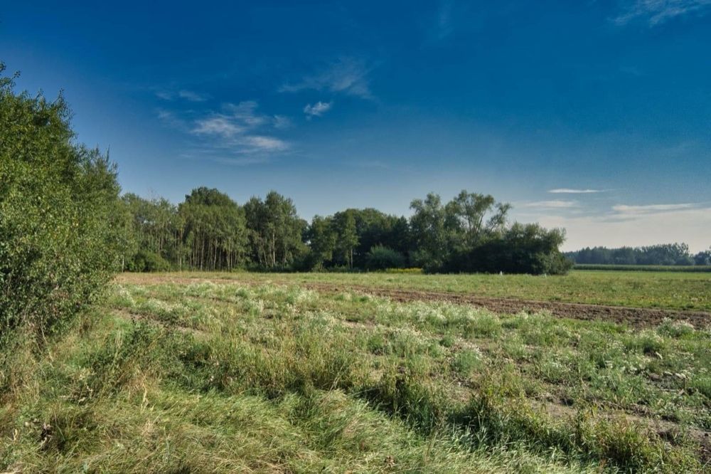 Działka rolna Kobylnica. Zdjęcie 7