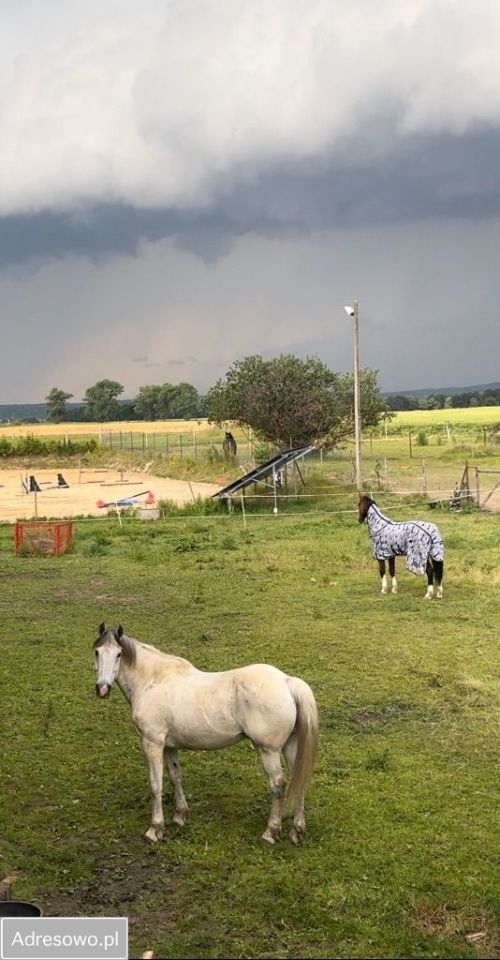 Nieruchomość komercyjna Osiek Łużycki. Zdjęcie 10