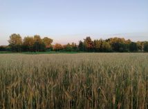 Działka rolno-budowlana Luszowice Brzezinki, ul. Xawerego Dunikowskiego. Zdjęcie 1