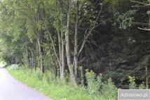 Działka leśna Dobrzechów. Zdjęcie 2