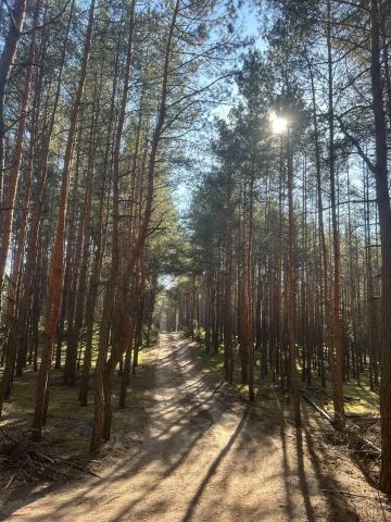 Działka leśna Łosie, ul. Brzozy. Zdjęcie 1