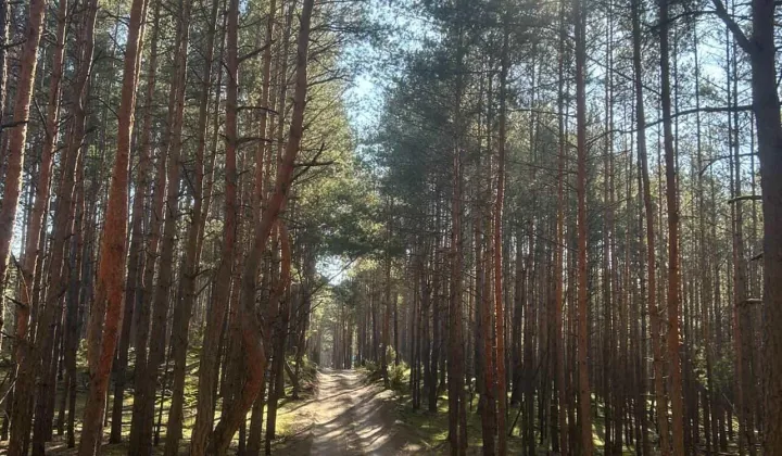 Działka leśna Łosie, ul. Brzozy