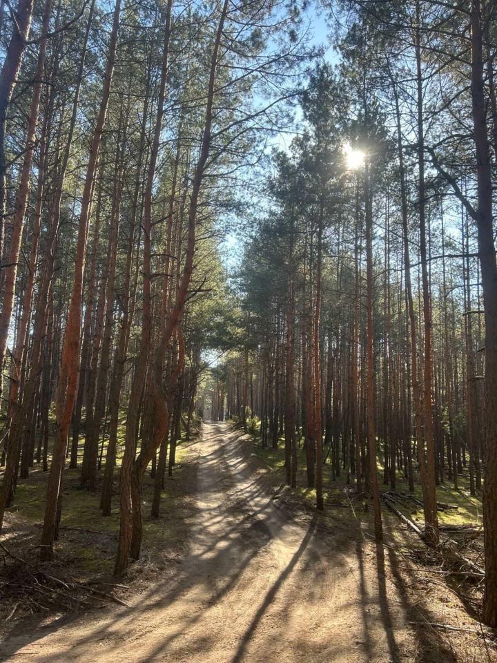 Działka leśna Łosie, ul. Brzozy. Zdjęcie 1