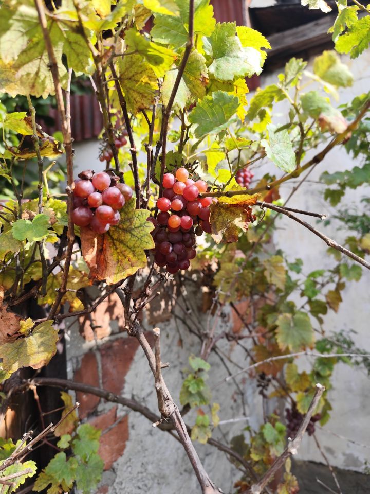 Działka rod Będzin Małobądz, ul. Grabowa. Zdjęcie 3