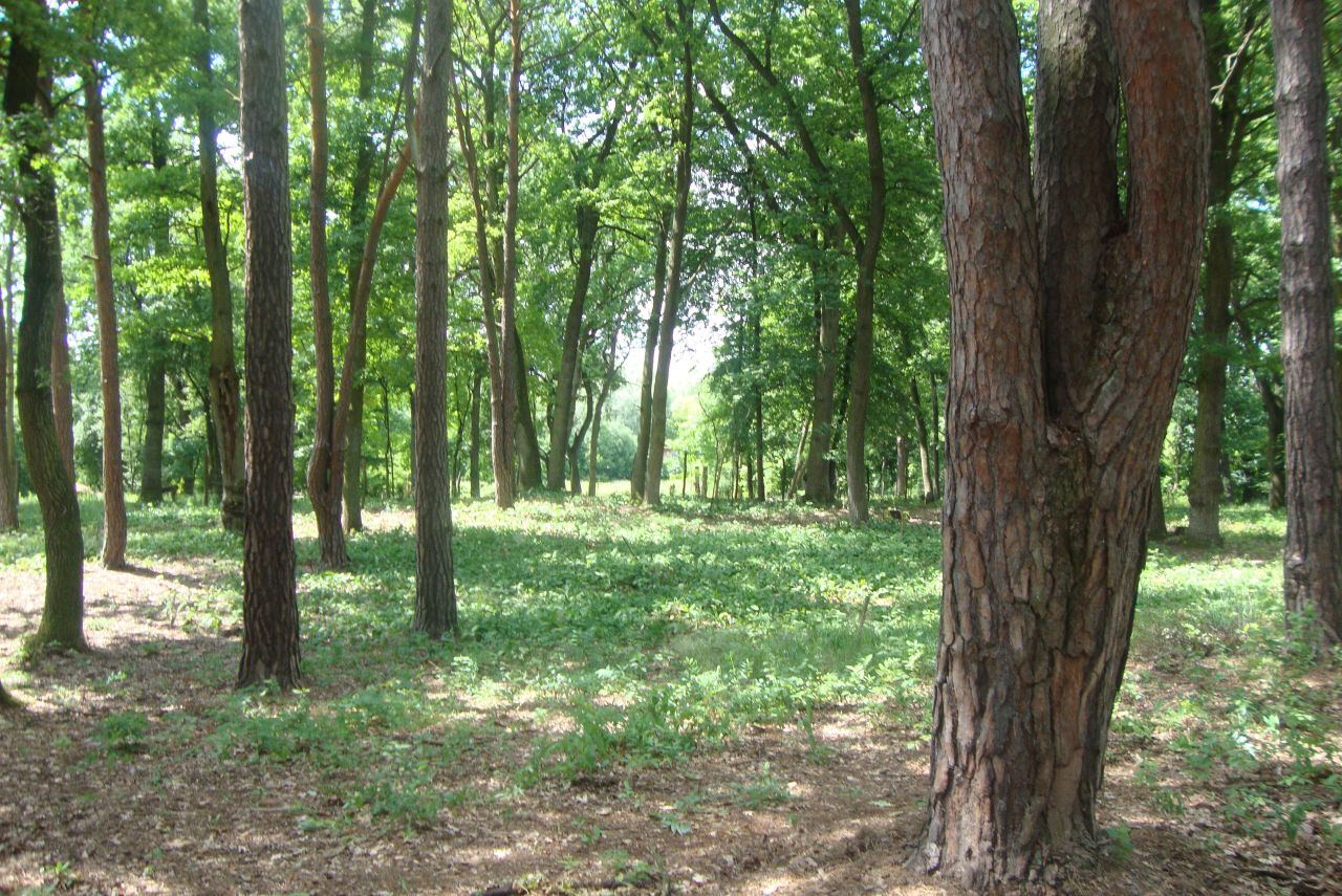 Działka budowlana Józefów Dębinka, ul. Daleka. Zdjęcie 15