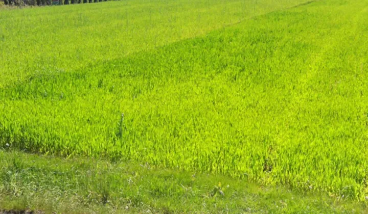 Działka rolno-budowlana Zdów, ul. Topolowa