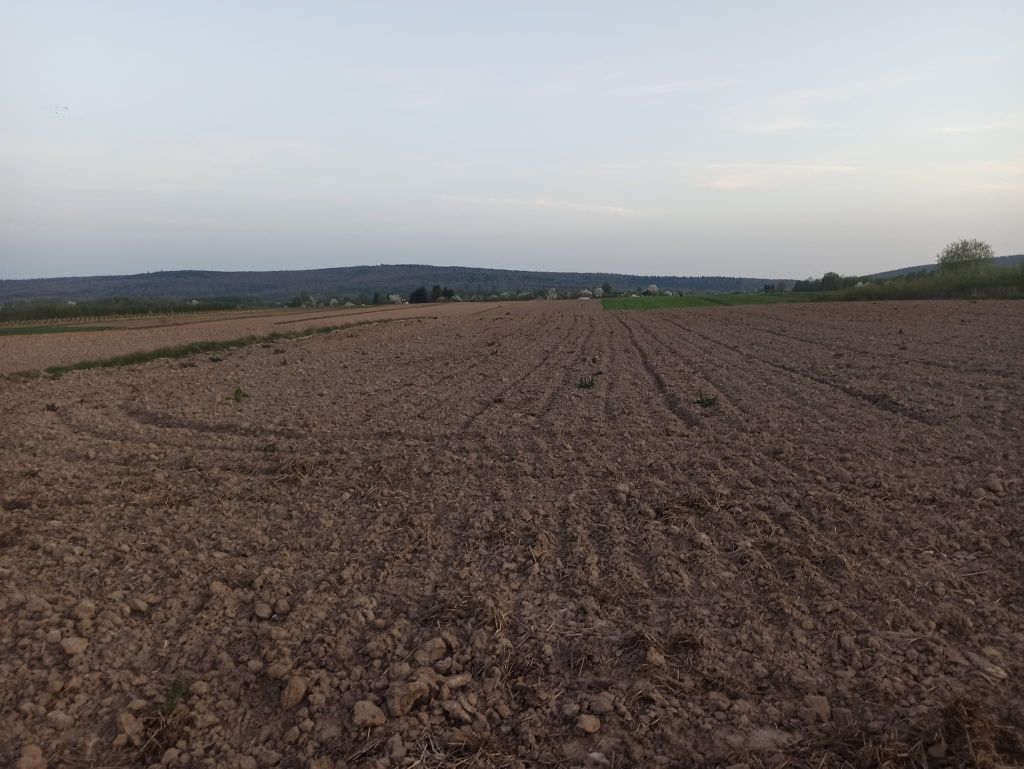 Działka rolna Nowy Skoszyn. Zdjęcie 7