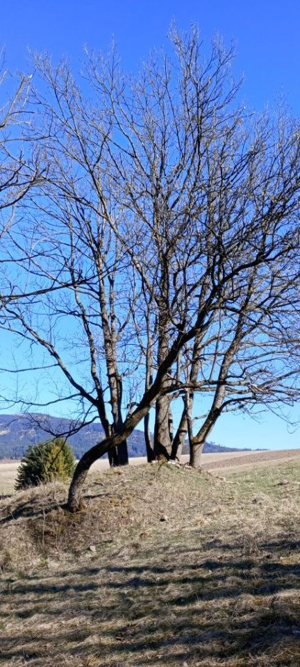 Działka rolna Jodłów. Zdjęcie 8