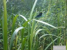 Działka inwestycyjna Hola. Zdjęcie 4