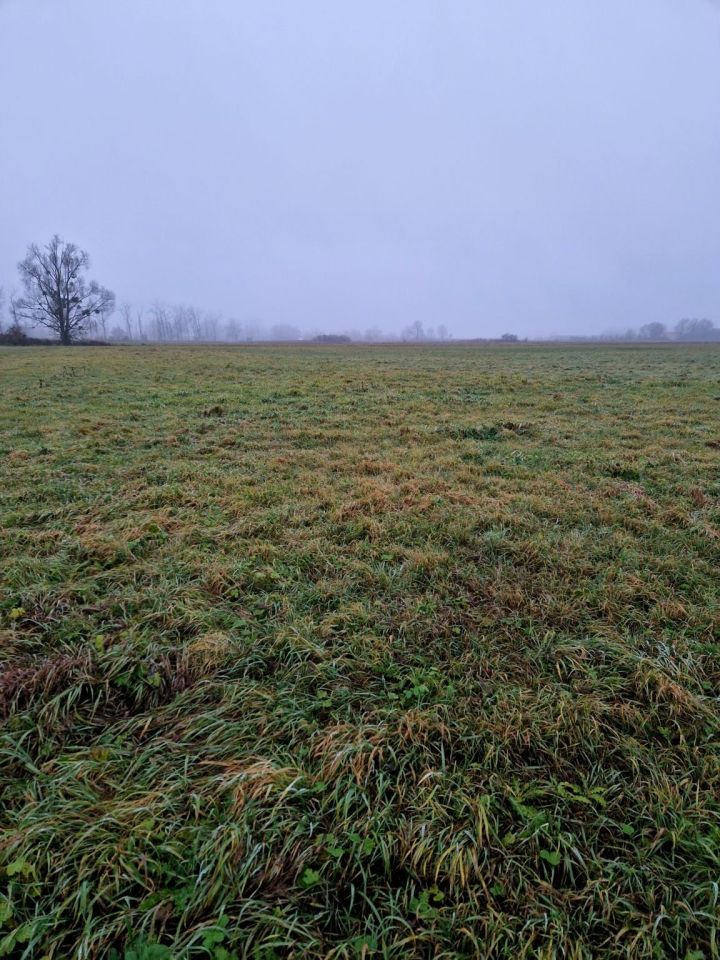 Działka rolna Kuźnica Czarnkowska. Zdjęcie 11