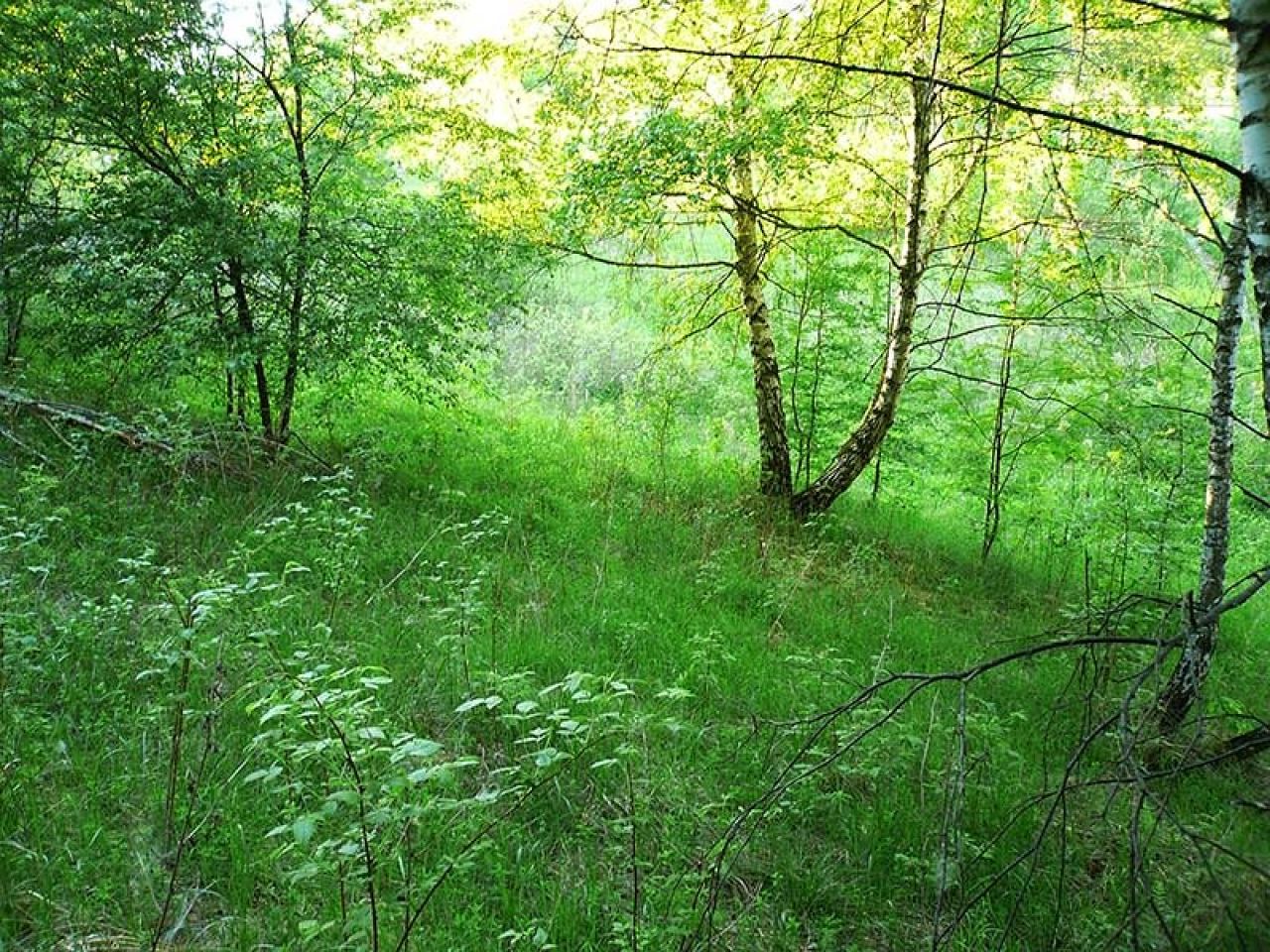 Działka rekreacyjna Łazy. Zdjęcie 5