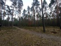 Działka leśna Czarniecka Góra. Zdjęcie 1