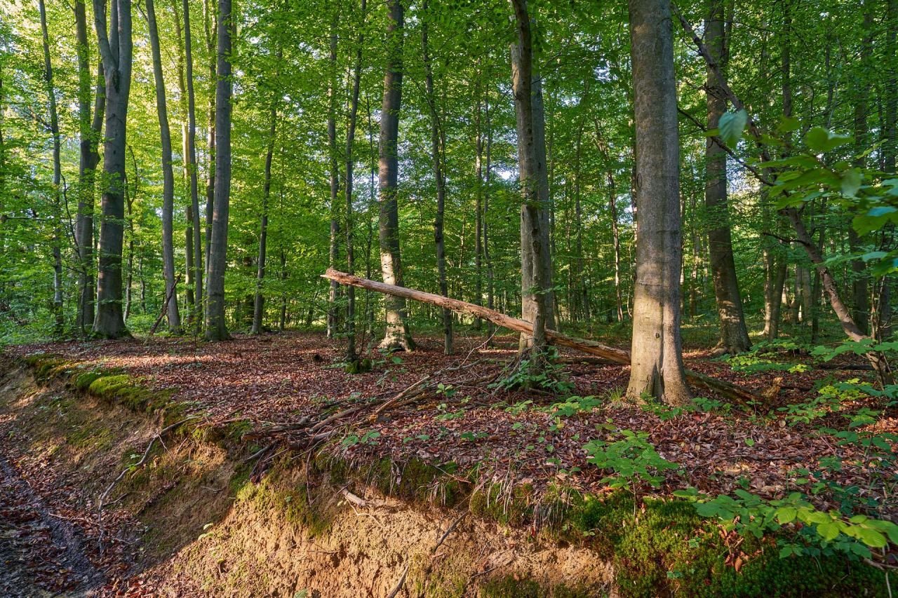Działka leśna Humniska Jakla Duża. Zdjęcie 5