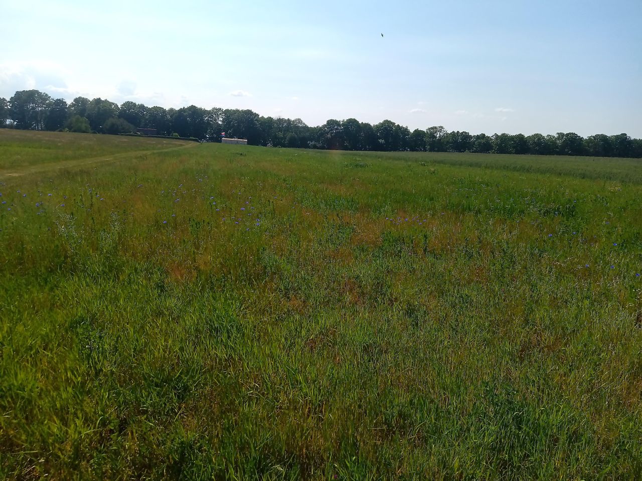 Działka rolna Trzebawie. Zdjęcie 2