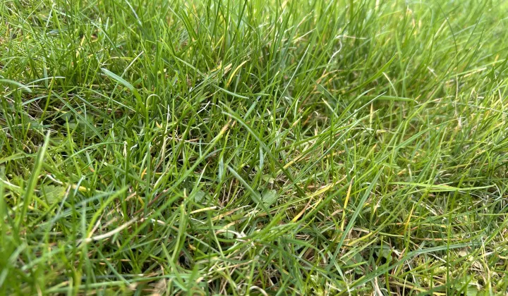 Działka budowlana Modliszewko, ul. Marianny Sowińskiej