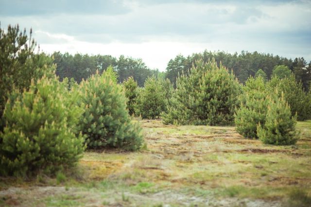Działka rekreacyjna Klaniny. Zdjęcie 1